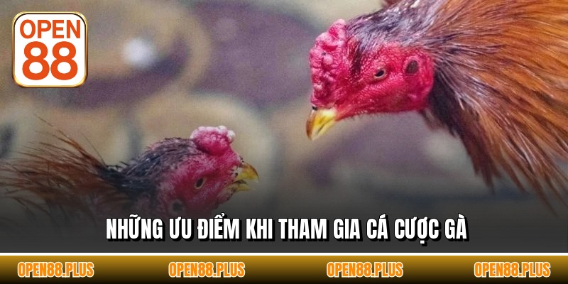 Những ưu điểm khi tham gia cá cược gà